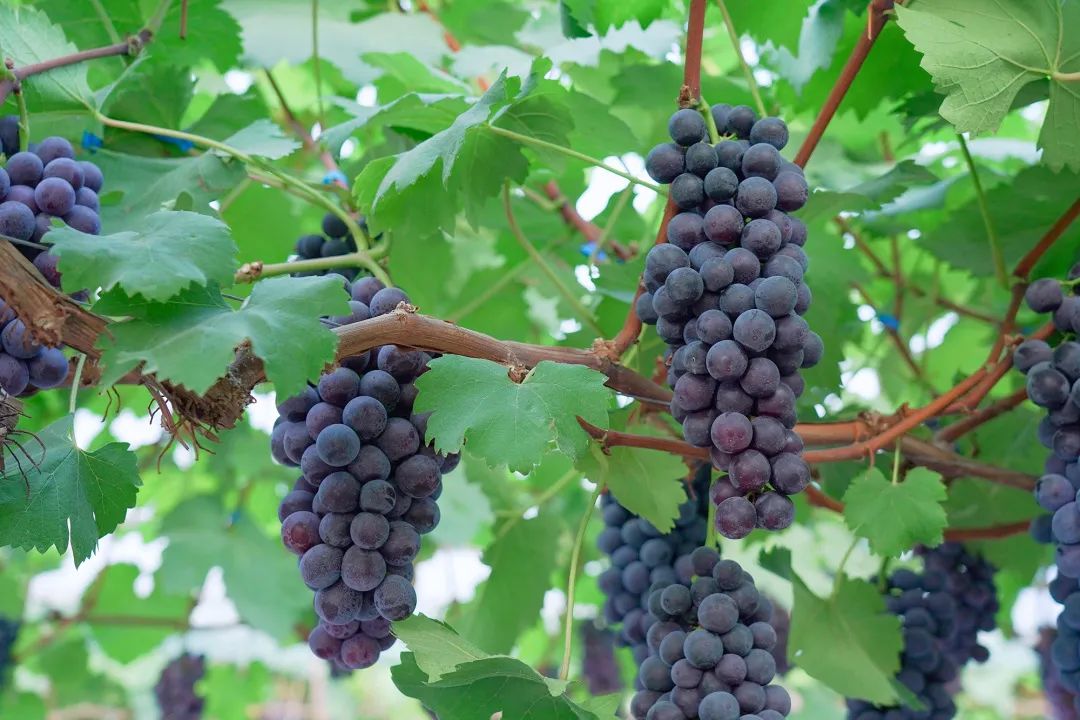 目前国内最火的葡萄品种之一香妃葡萄这里就有栽种还有芭拉多,克伦生