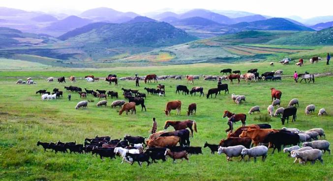 威宁风吹草低见牛羊乡村振兴添动能