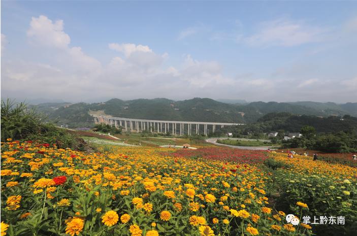 在万潮镇岔向香炉山乡村旅游公路约1000米处,藏着一个绝美的花海秘境
