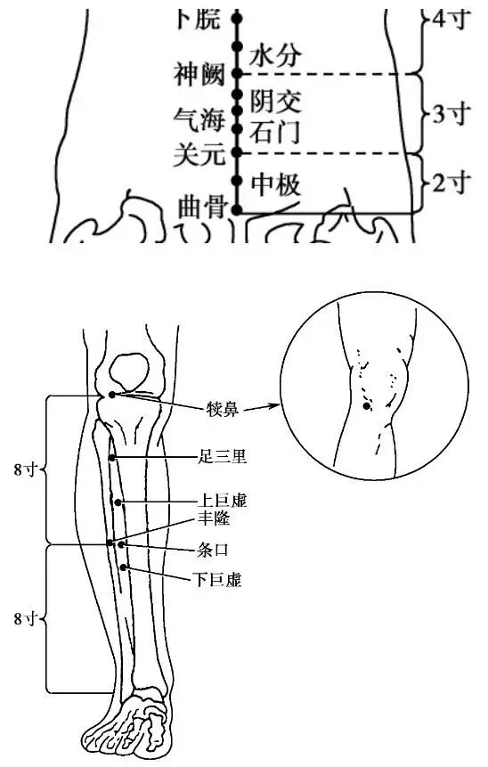 足三里 小腿外侧