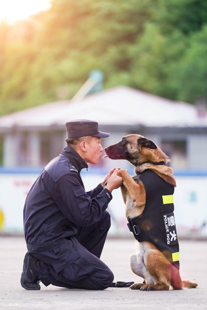 犬王的训导员图片