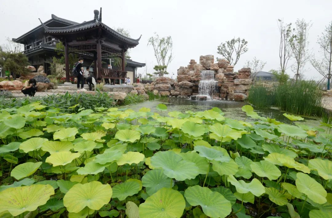 雄安郊野公园邯郸园图片