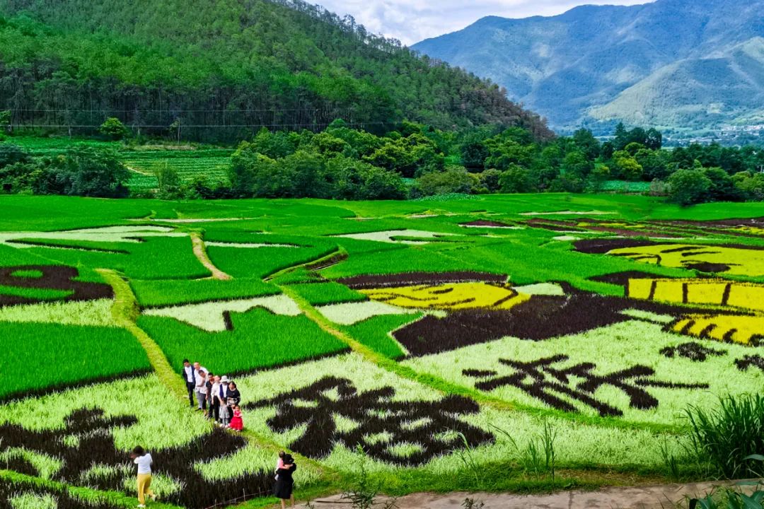 高清大图上江乡仕旺村绘就红色主题稻田画为建党百年增色生辉