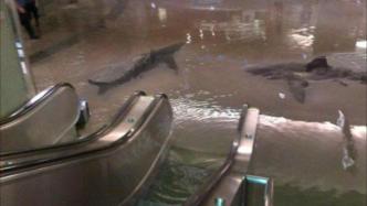 核查 | 伦敦地铁被淹鲨鱼出没？假！