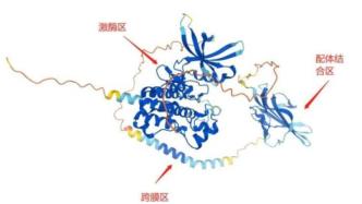 颜宁点评AlphaFold2 + 外行买家秀：蛋白结构预测神器初体验