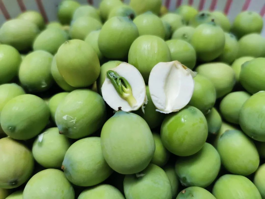 圆梦小康来采莲蓬啦柳江莲子丰收采摘季小莲子发展大产业