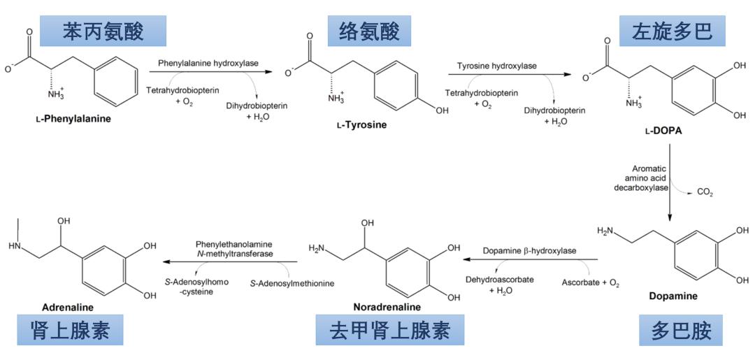 图1 多巴胺和去甲肾上腺素的生物合成途径