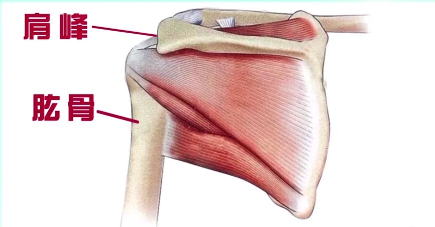 一坐下就成了高低肩这是个危险的信号
