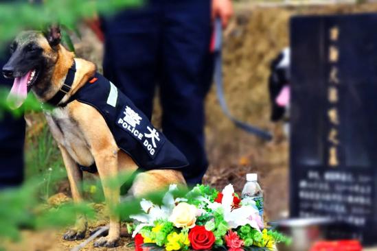 警犬在战友墓前的照片,破防了