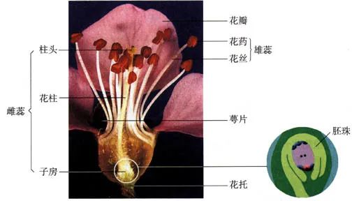 花的生殖过程图片