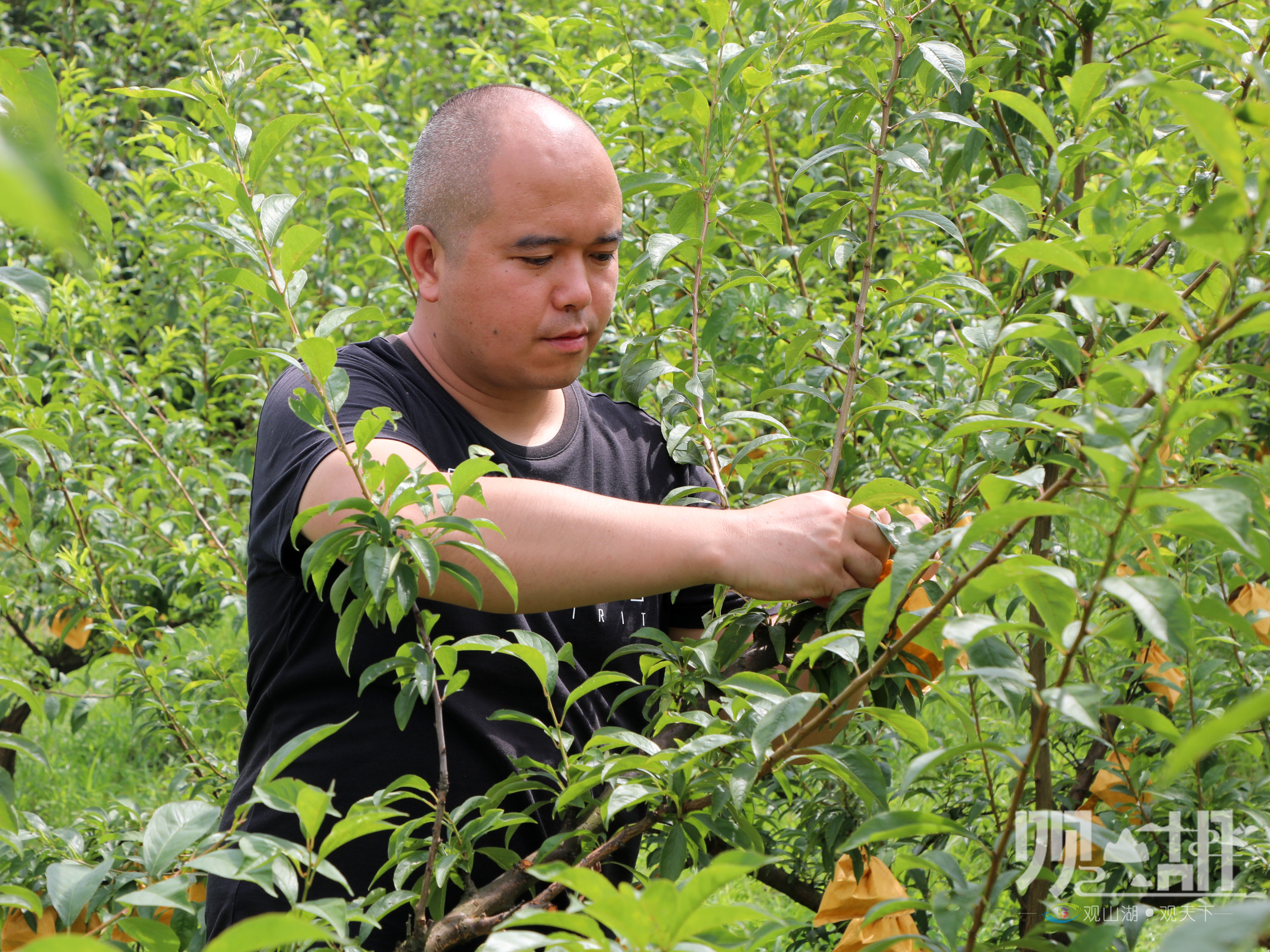 贵阳市观山湖区朱昌镇桃李飘香待君摘