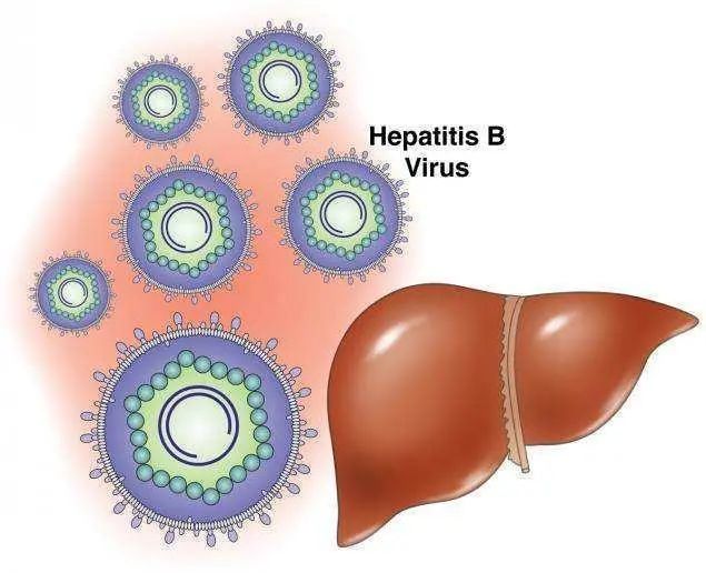 57亿例慢性乙型肝炎病毒(hepatitisbvirus,hbv)感染者,其中我国所在的