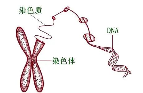 同源染色体上的基因图片
