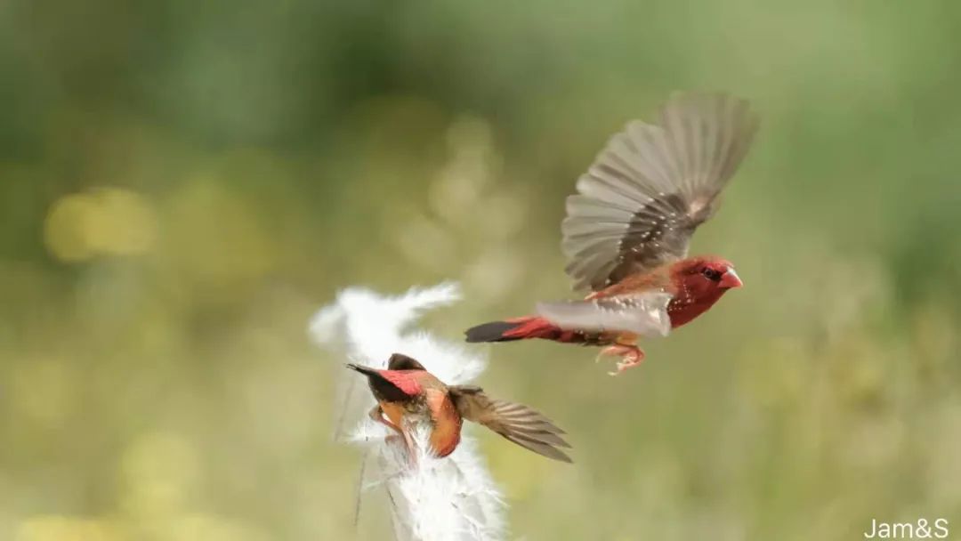 西双版纳的生物多样性之美