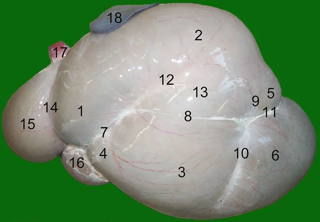 这只鸟长了个牛的胃,还有一身牛粪味