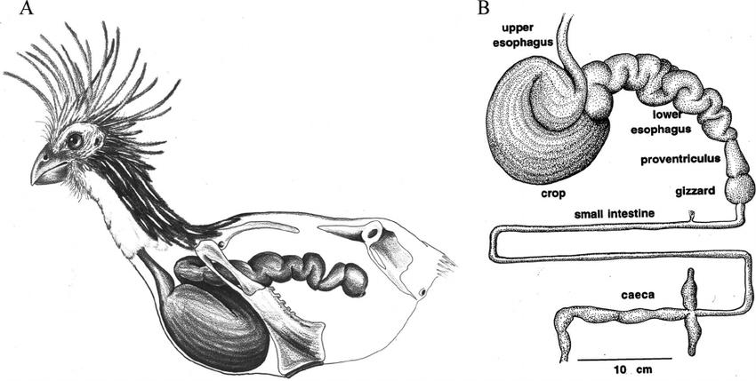麝雉的消化系统,注意巨大的嗉囊和扩大的下端食道 