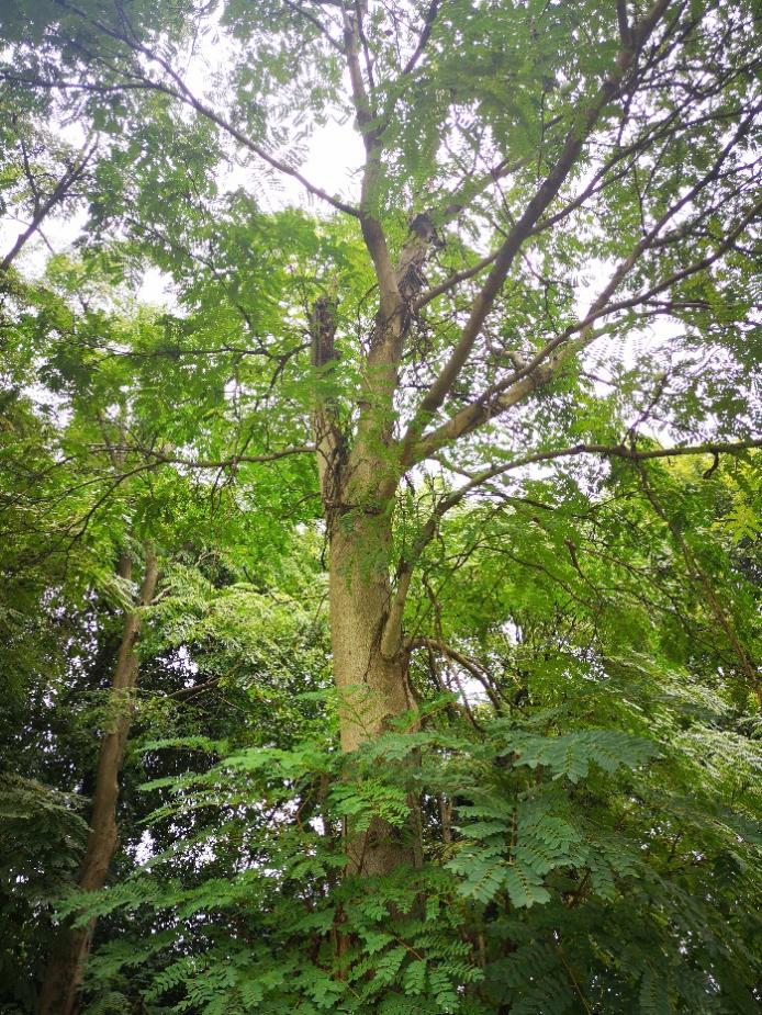 肥皂荚的植株(图片来源:作者提供)