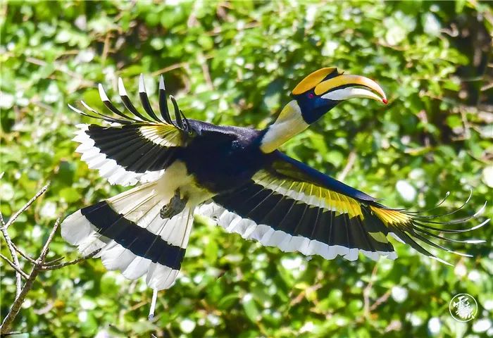 cop15走进德宏云报记者走进热带雨林探访犀鸟