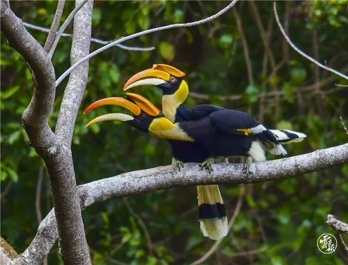 cop15走进德宏云报记者走进热带雨林探访犀鸟