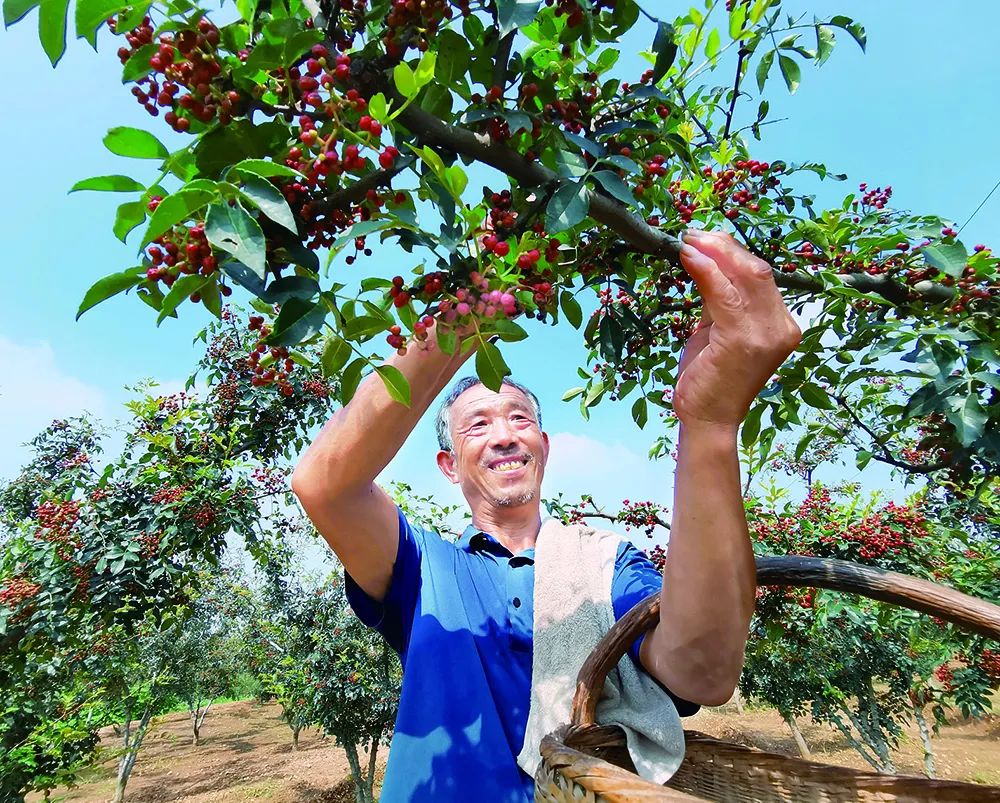 今年,全村花椒種植面積1800餘畝,預計花椒銷售收入800多萬元.