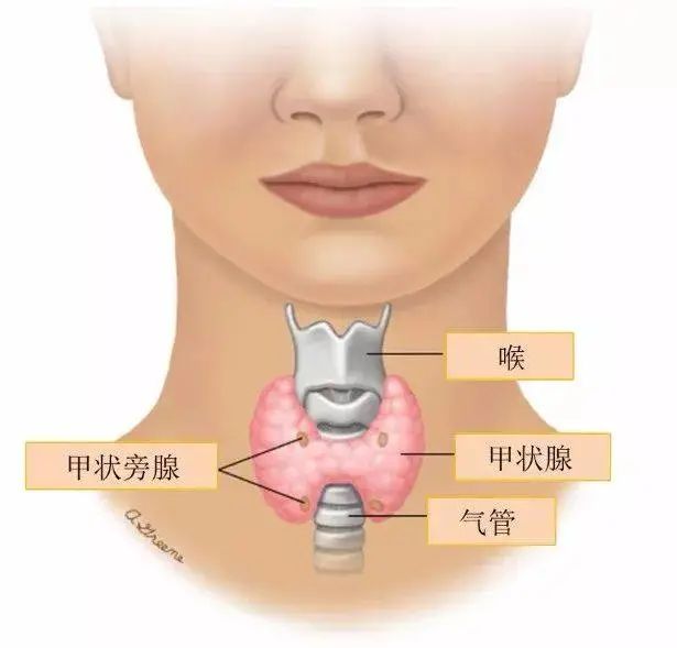甲状旁腺解剖位置图片