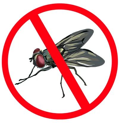 水灾后为什么蚊子老鼠苍蝇那么多