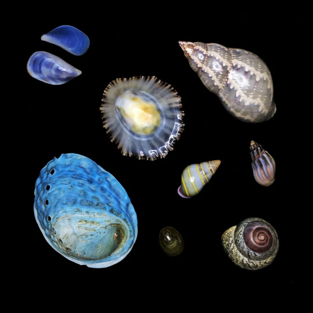 12种海洋贝类高清图片素材贝壳海星_素材公社_tooopen.com