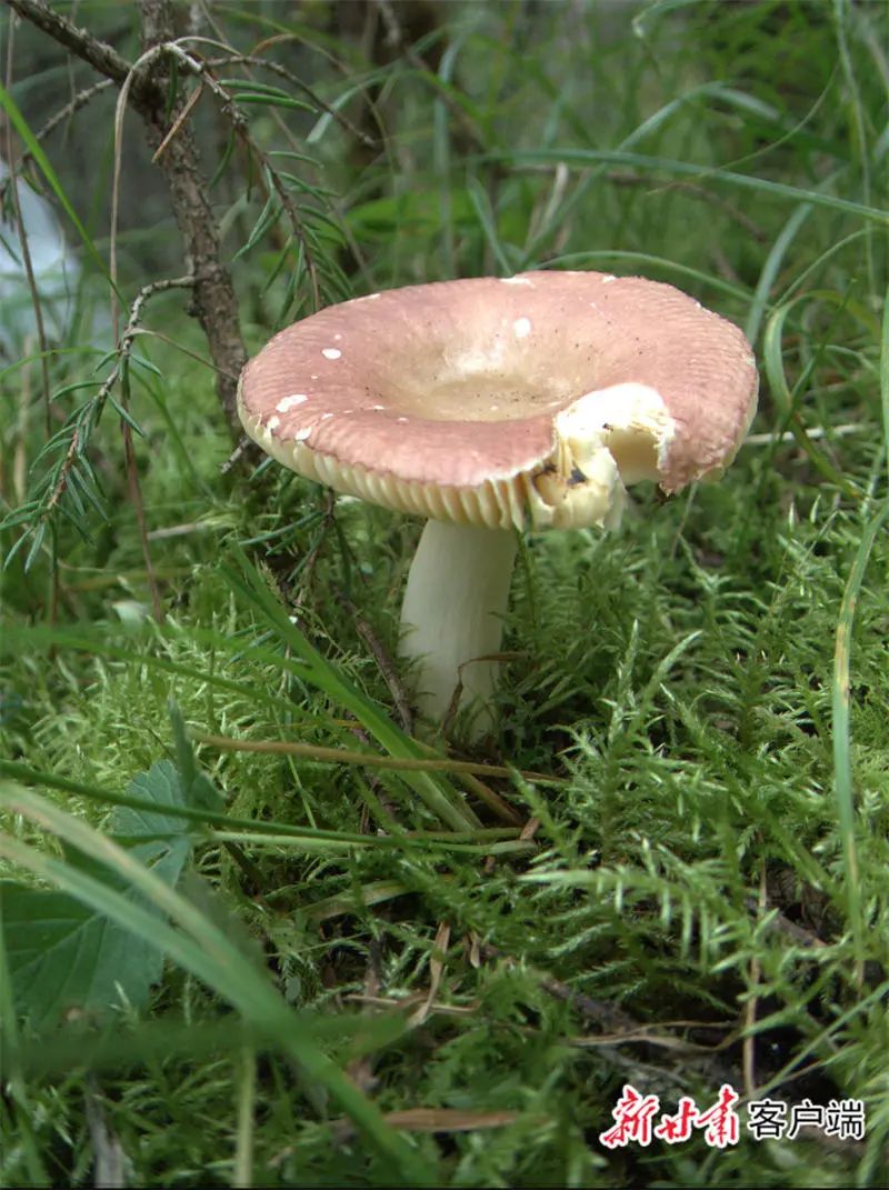 外眼看肃南祁连山中有精灵祁连山菌物生态保护与开发应用观察