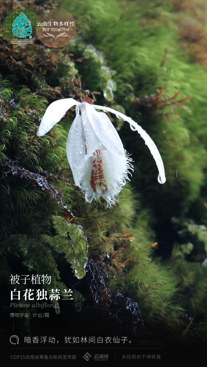 云南生物多样性数字化百科图谱被子植物白花独蒜兰暗香浮动犹如林间