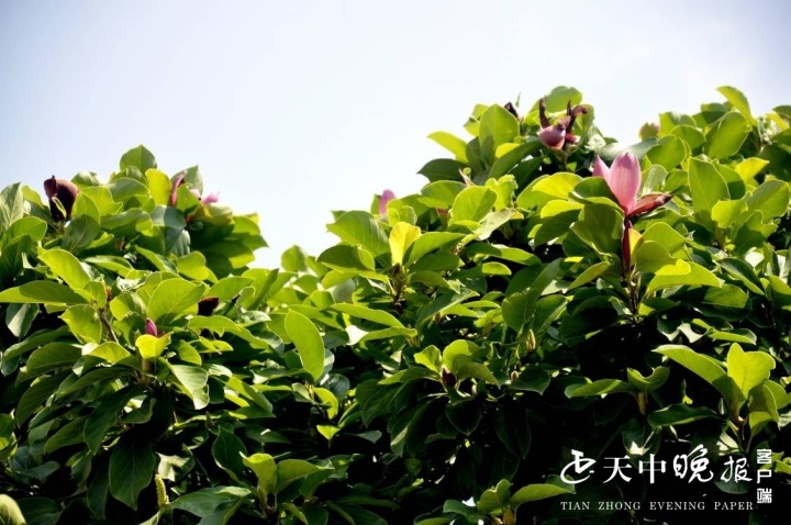 驻马店市区玉兰盛夏开花 稀奇 媒体 澎湃新闻 The Paper