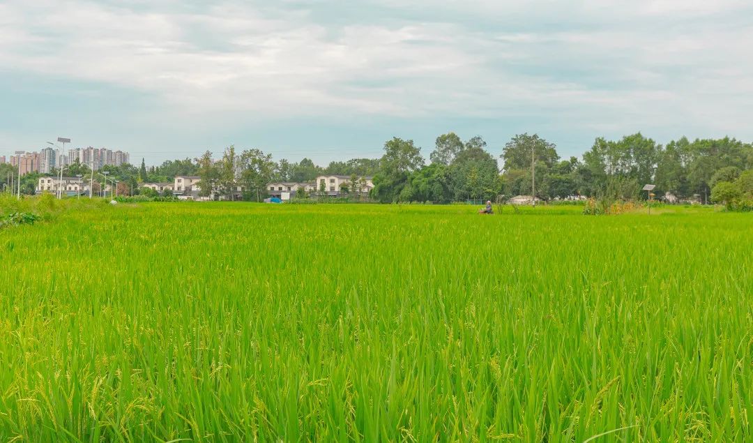 近4000亩喜看郫都区稻田好丰景