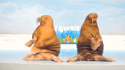 海狮海象总动员如果想和海豹有更多互动,还可以买上一份小鱼,延续和