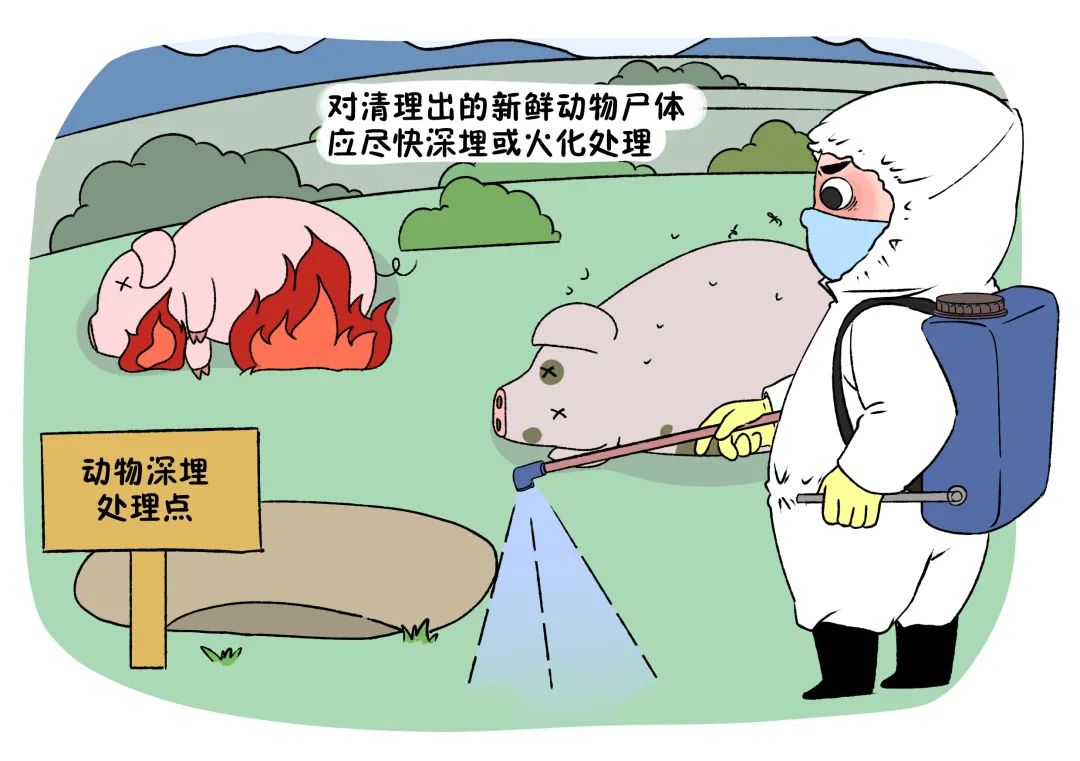 对洪水中淹死的禽畜尸体进行无害化处理,防治动物疫病以及人畜交叉