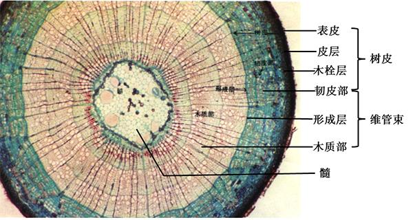 木质茎的结构由外向内依次为树皮(包括表皮和韧皮部),形成层,木质部和