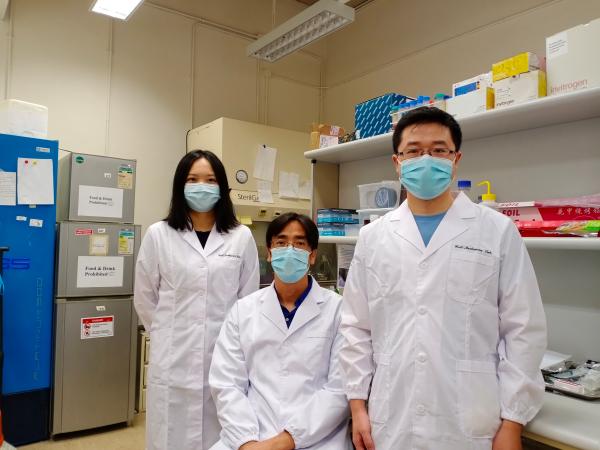 港大机械工程学者细胞力学研究新突破 解构胚胎异常延伸问题(图1)