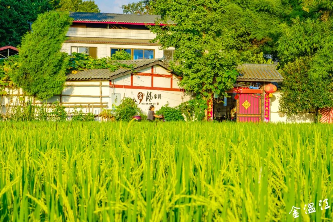 這裡,裝著公園城市最涼快的風景!