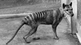 最后一只袋狼，在动物园里孤独死去