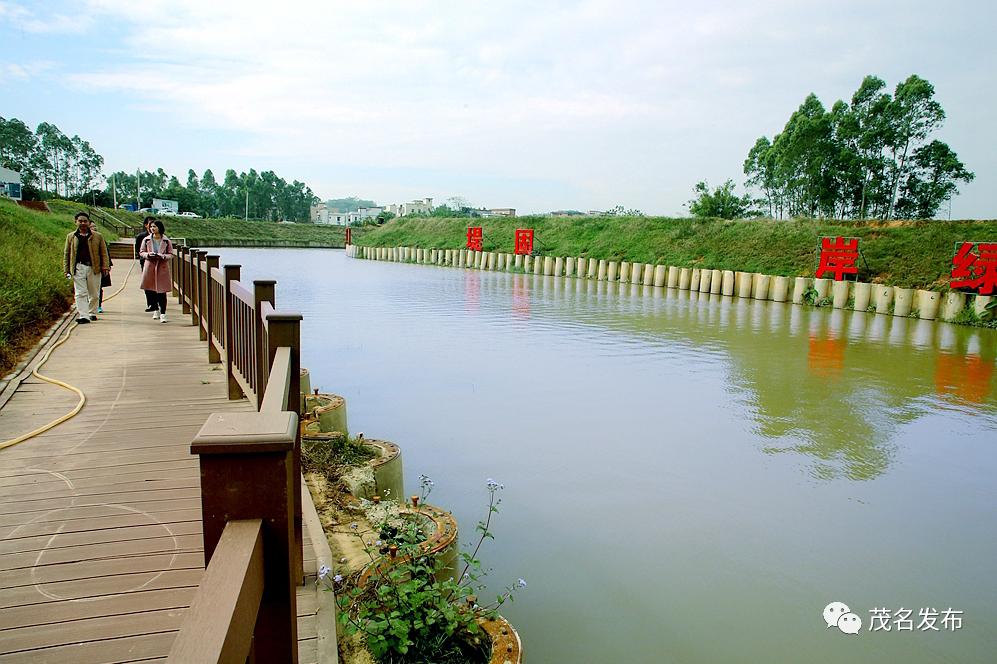 高州南塘河堤固岸绿.茂名日报社全媒体记者 陈国汉 摄