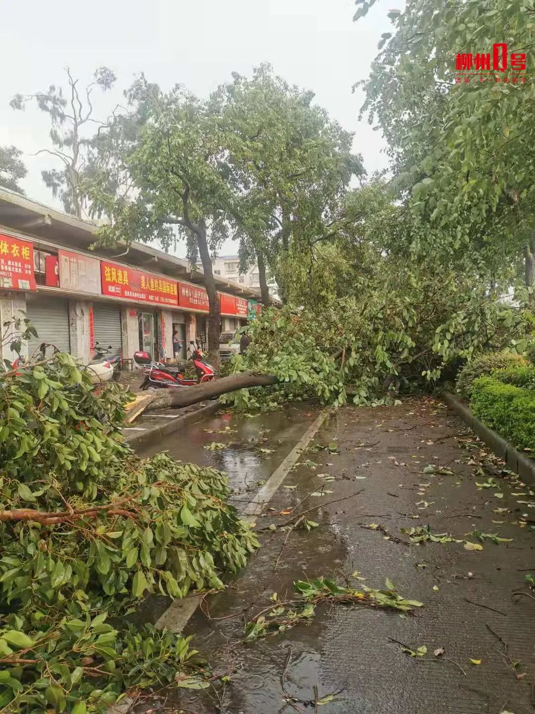 直击柳州暴雨现场,狂风刮倒大树砸中多辆电动车,司机:死里逃生