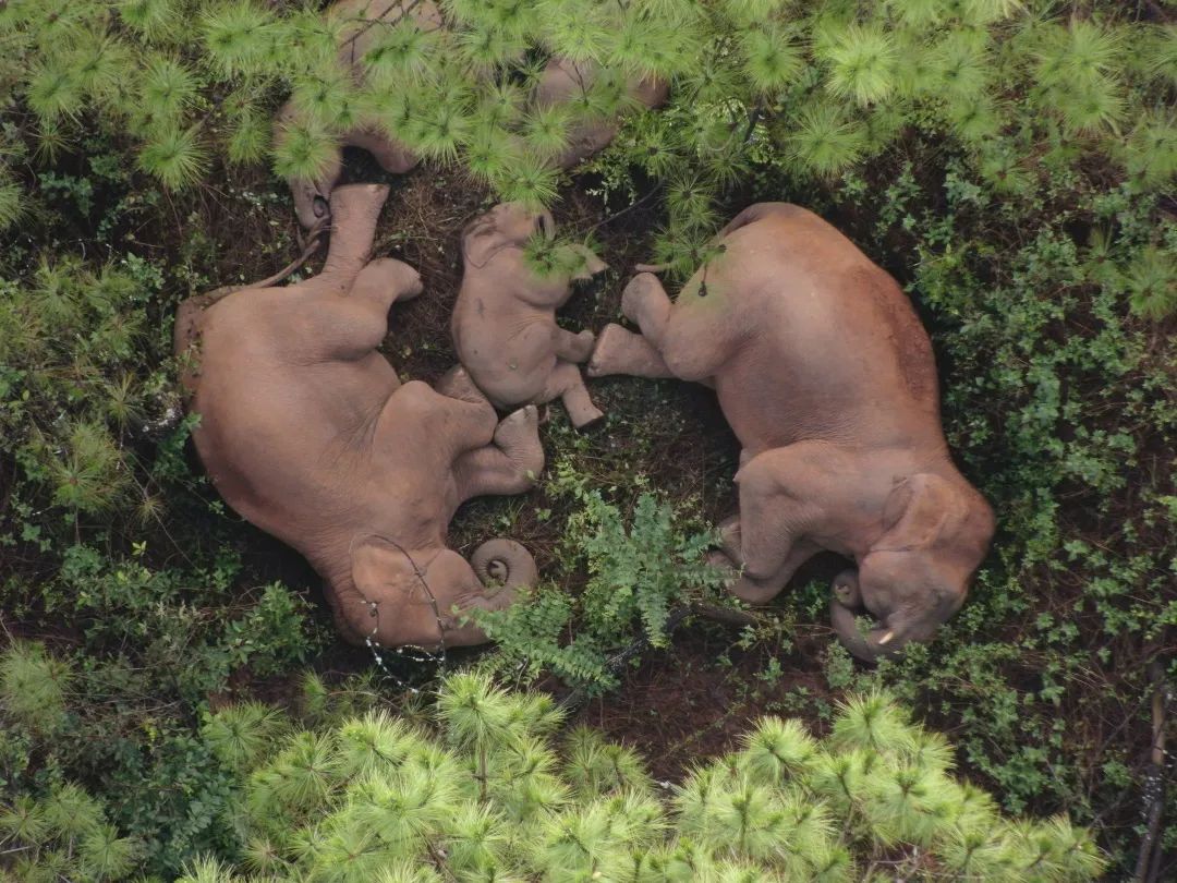 快把大象放进书架由云南省森林消防总队联合出品的萌象爱云南云南野象