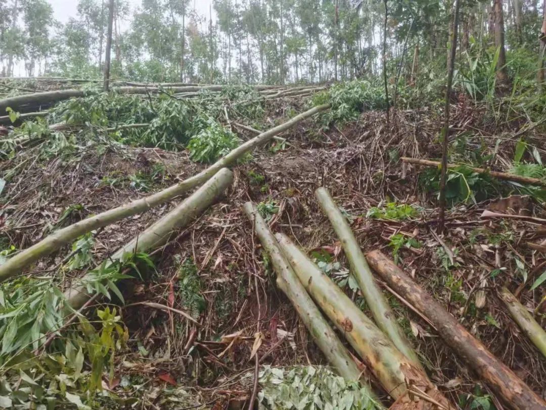 现实版光头强玉林一男子滥伐桉树被刑拘