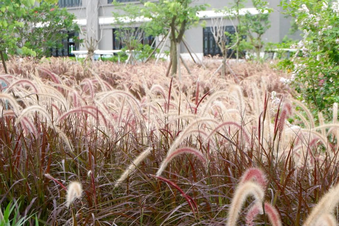 看 中山翠亨湿地一大片狼尾草花海