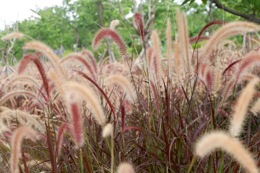 看 中山翠亨湿地一大片狼尾草花海