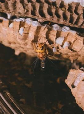 因为葫芦蜂的蜂饼较为饱满,所以相对夜食蜂,价格较高