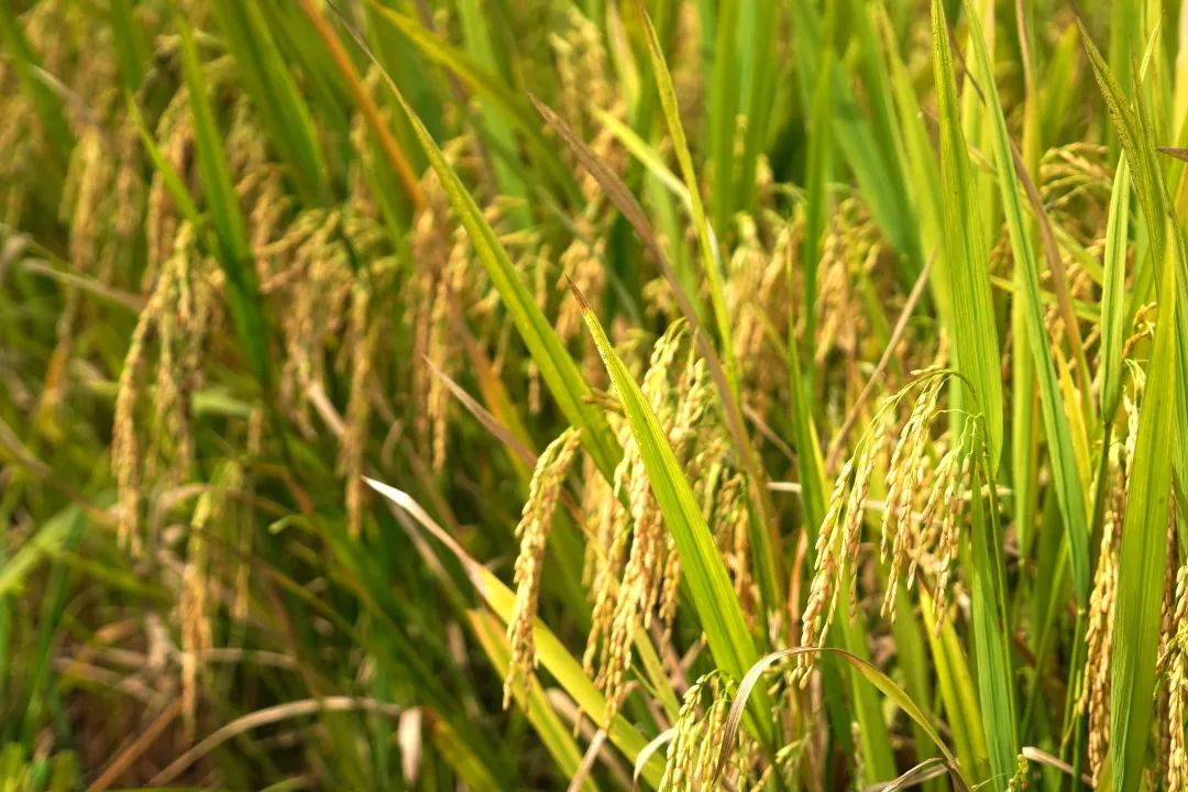 圆梦小康融水禾黄稻熟正当时盛夏时节双抢忙