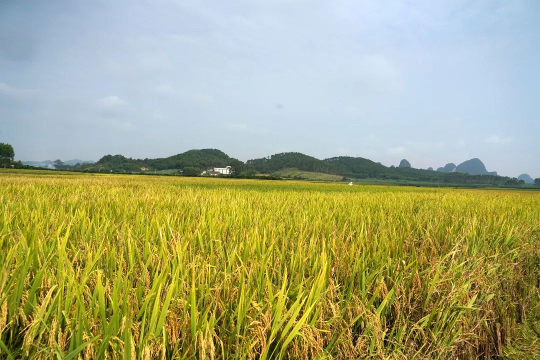 圓夢小康融水禾黃稻熟正當時盛夏時節雙搶忙