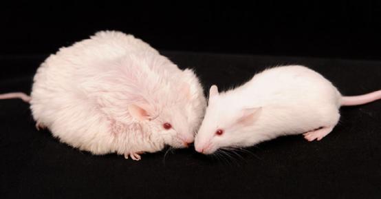 胖子也可以很健康,科学家培育出世界最胖小鼠,证明体重和健康并不相关