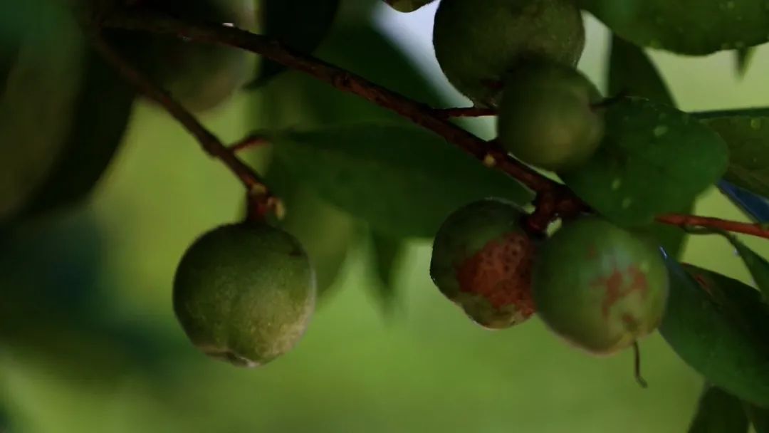 广宁油茶产业园唱响广宁茶油品牌为乡村振兴事业插上腾飞的翅膀