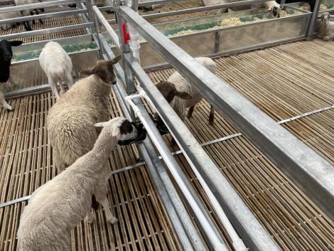 高科技助力畜牧业 足不出户做"新牧民"