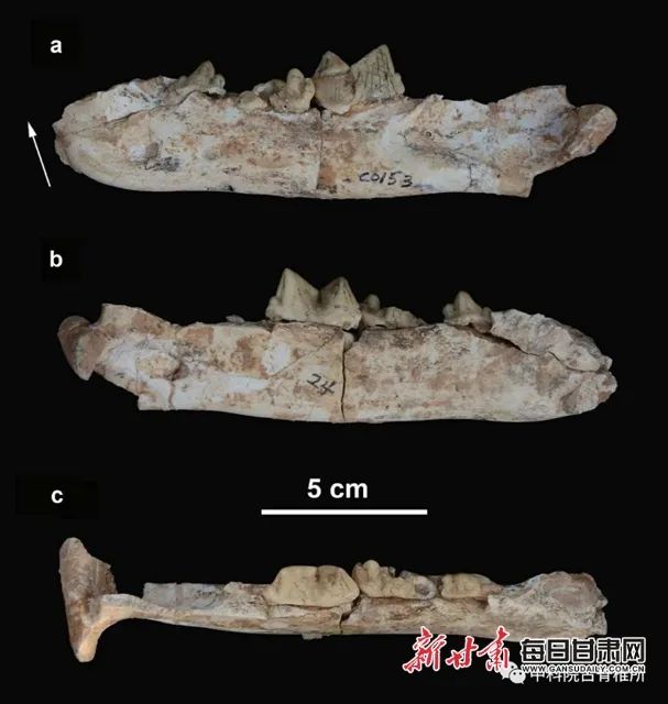 首次发现！隐匿剑齿虎化石“现身”临夏盆地_澎湃号·媒体_澎湃新闻-The Paper